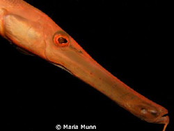 This friendly trumpetfish wouldn't leave me alone and kep... by Maria Munn 